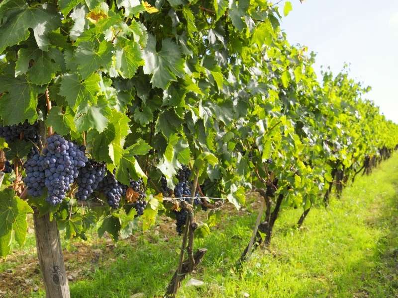 Chianti wine region