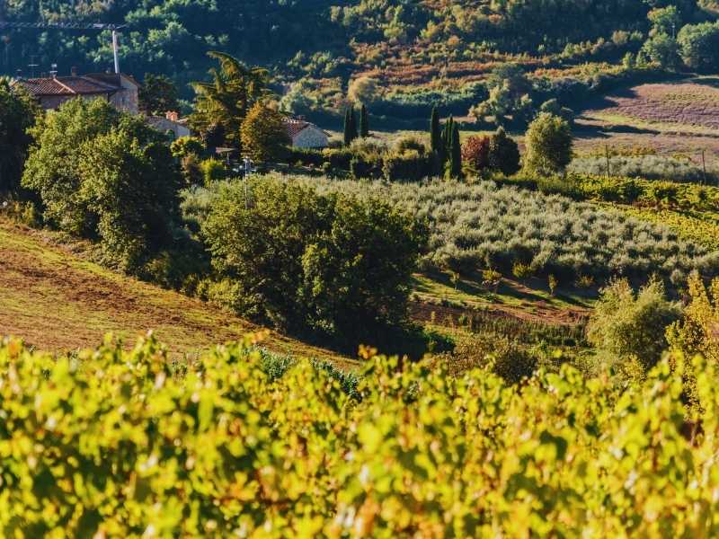 Chianti-wine-tours