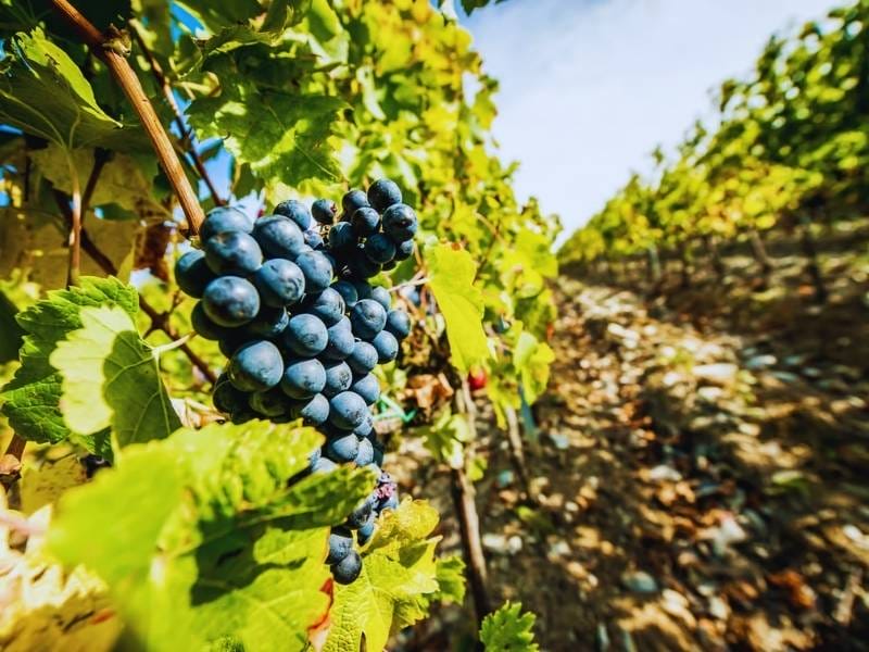 Tuscan Wine Tours