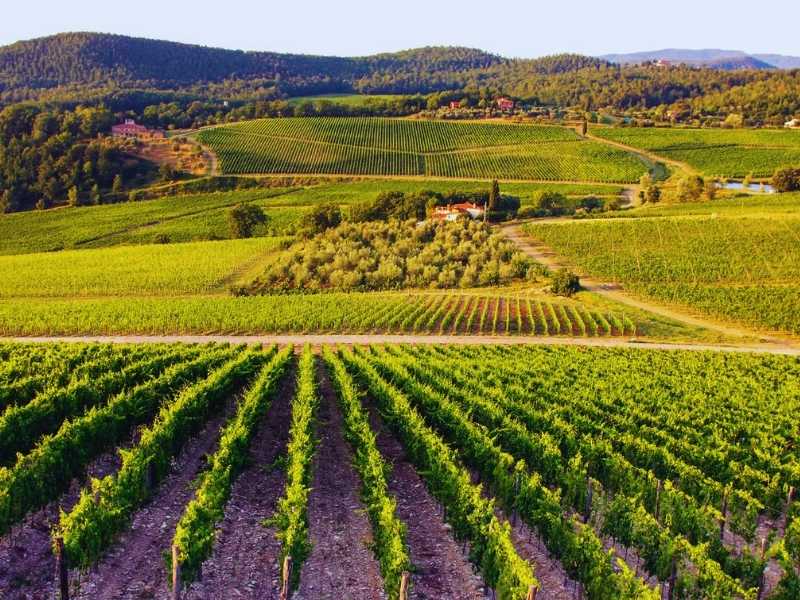 Tuscan Wine Tours