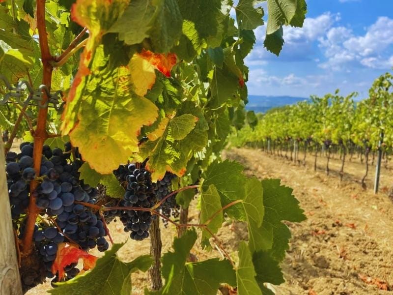 Tuscan Wine Tours