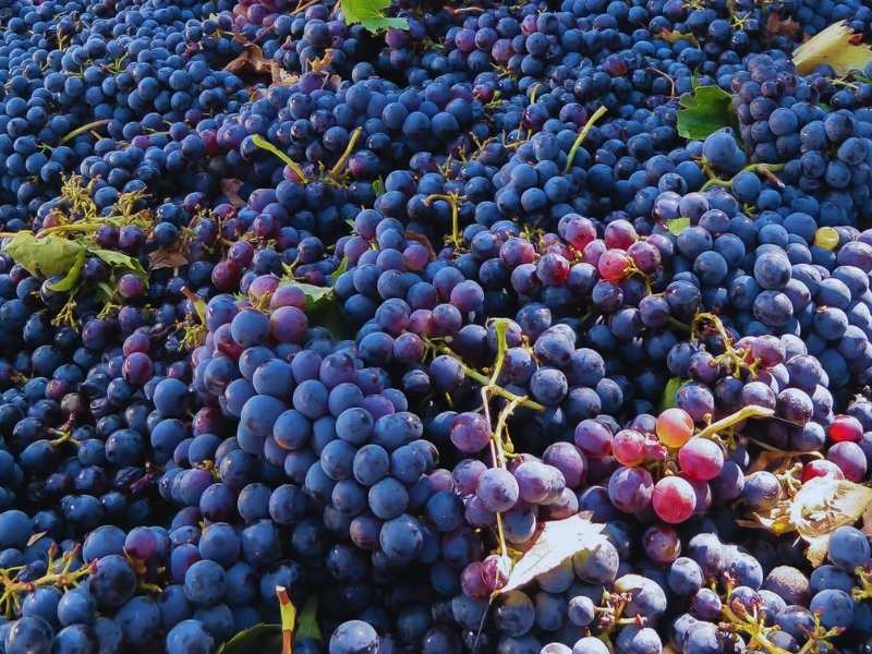 Tuscan Wine Tours